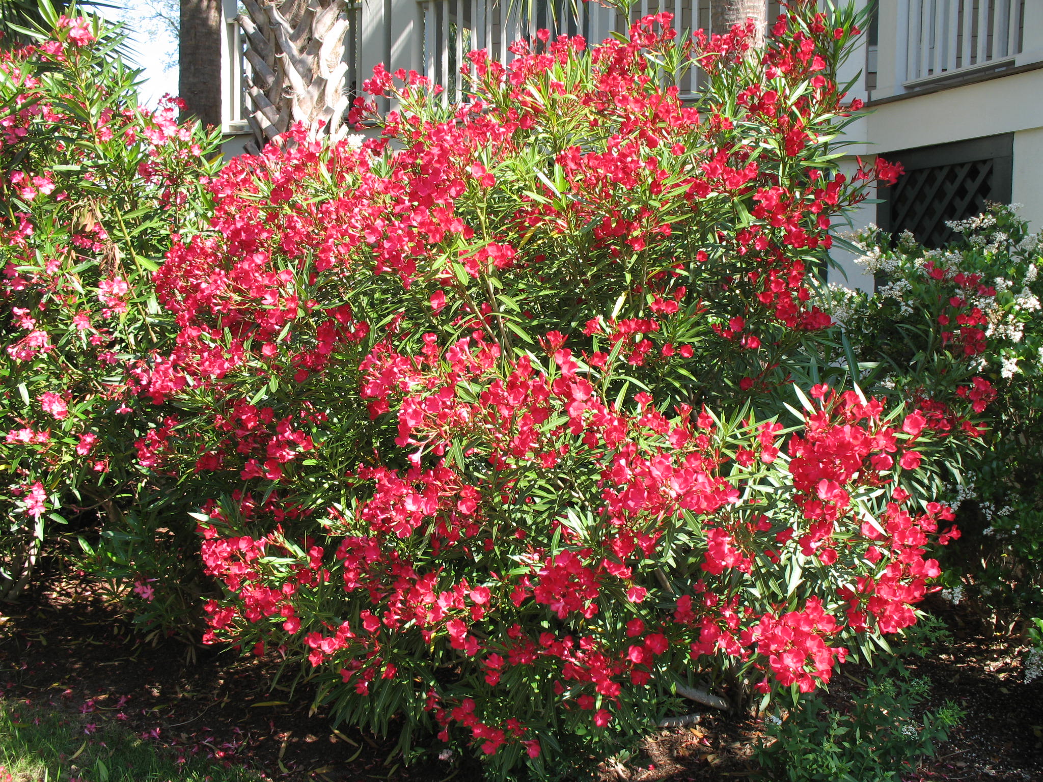 Online Plant Guide Nerium Oleander Cardinal Red Cardinal Red Oleander 4517